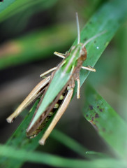 Omocestus