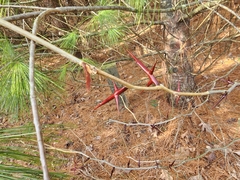 Gleditsia triacanthos triacanthos