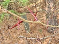 Gleditsia triacanthos triacanthos