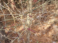 Gleditsia triacanthos triacanthos