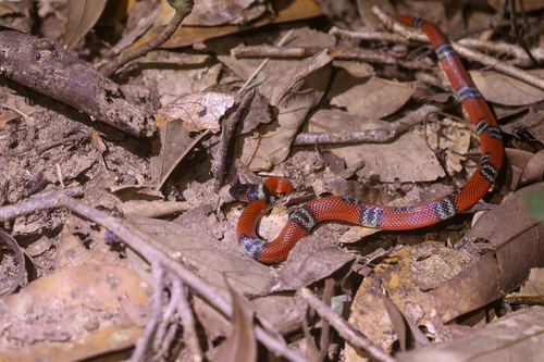Oxyrhopus melanogenys orientalis