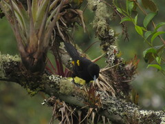 Cacicus chrysonotus