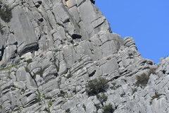 Capra pyrenaica