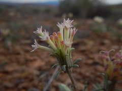 Chaenactis macrantha