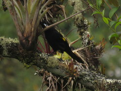 Cacicus chrysonotus