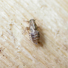 Dicranotropis hamata