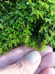 Eurhynchium striatum
