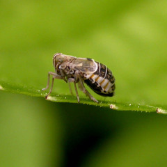 Dicranotropis hamata