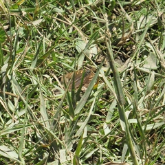 Junonia genoveva hilaris