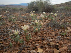 Chaenactis macrantha