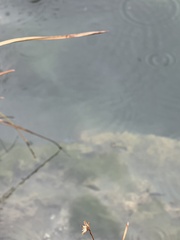 Cyprinodon nevadensis mionectes