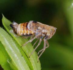 Dicranotropis hamata