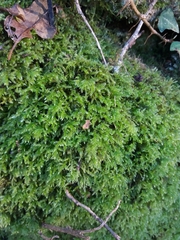 Eurhynchium striatum