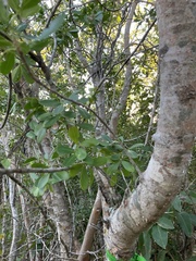 Hypelate trifoliata