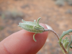 Chaenactis macrantha