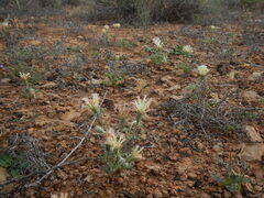 Chaenactis macrantha