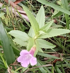 Limnophila aromatica