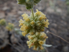 Buddleja utahensis