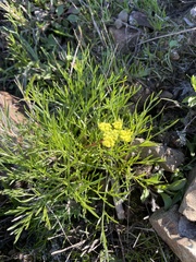 Lomatium caruifolium