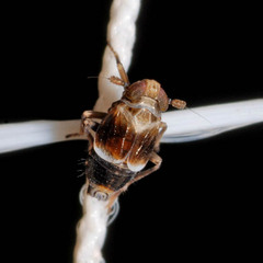 Florodelphax leptosoma