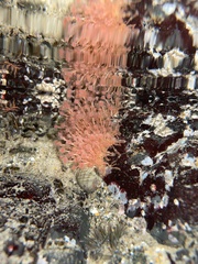 Ectopleura