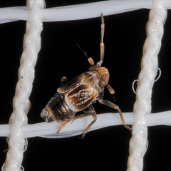 Florodelphax leptosoma