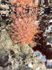 Ectopleura
