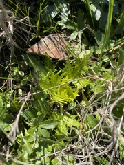 Sanicula arctopoides