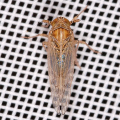 Javesella pellucida