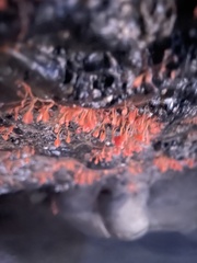 Ectopleura
