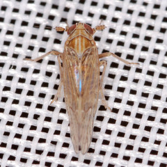 Javesella pellucida