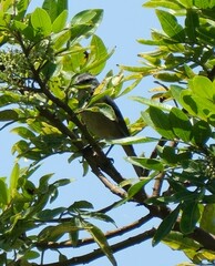 Conirostrum cinereum