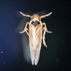 Javesella pellucida