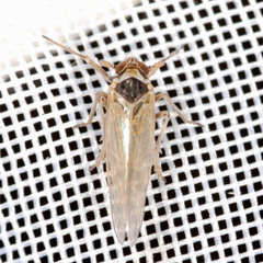Javesella pellucida