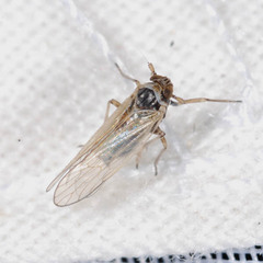 Javesella pellucida