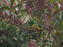Chlorophonia cyanea