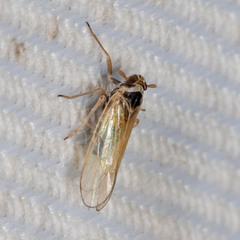 Javesella pellucida