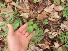 Trillium sessile