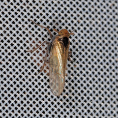 Javesella pellucida