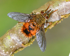 Adejeania