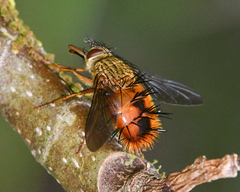 Adejeania