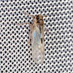 Laodelphax striatella