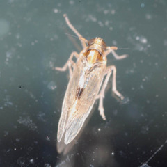 Laodelphax striatella
