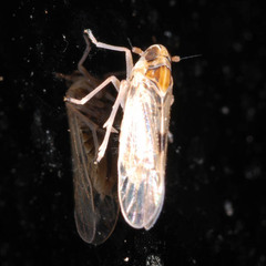 Laodelphax striatella