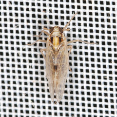 Laodelphax striatella