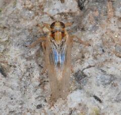 Laodelphax striatella
