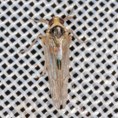 Laodelphax striatella