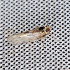 Laodelphax striatella