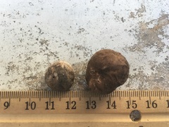 Disciseda subterranea