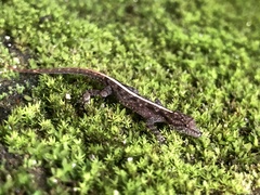 Cnemaspis kandiana